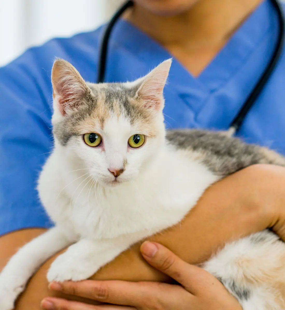 Cute calico cat getting a checkup