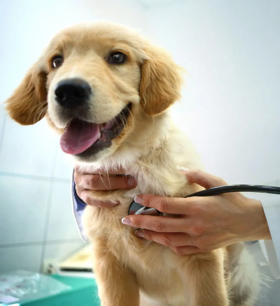 Vet examining a dog