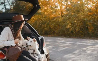Safe and Sound: A Guide to Traveling with Your Furry Co-Pilot