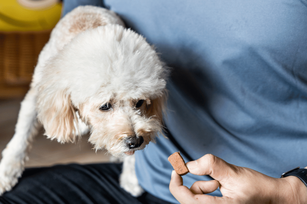a person giving medicine to dog