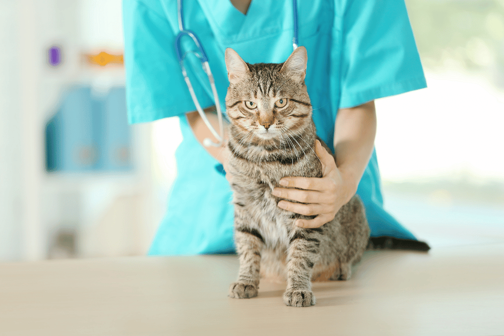a person holding a cat