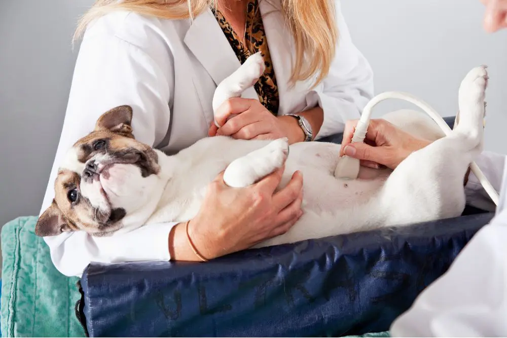 Dog on her back receiving an ultrasound from Vet