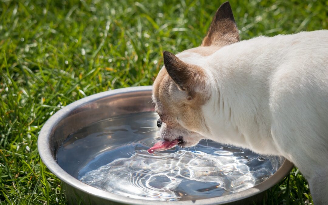 a dog drinking water in a bowl of water
