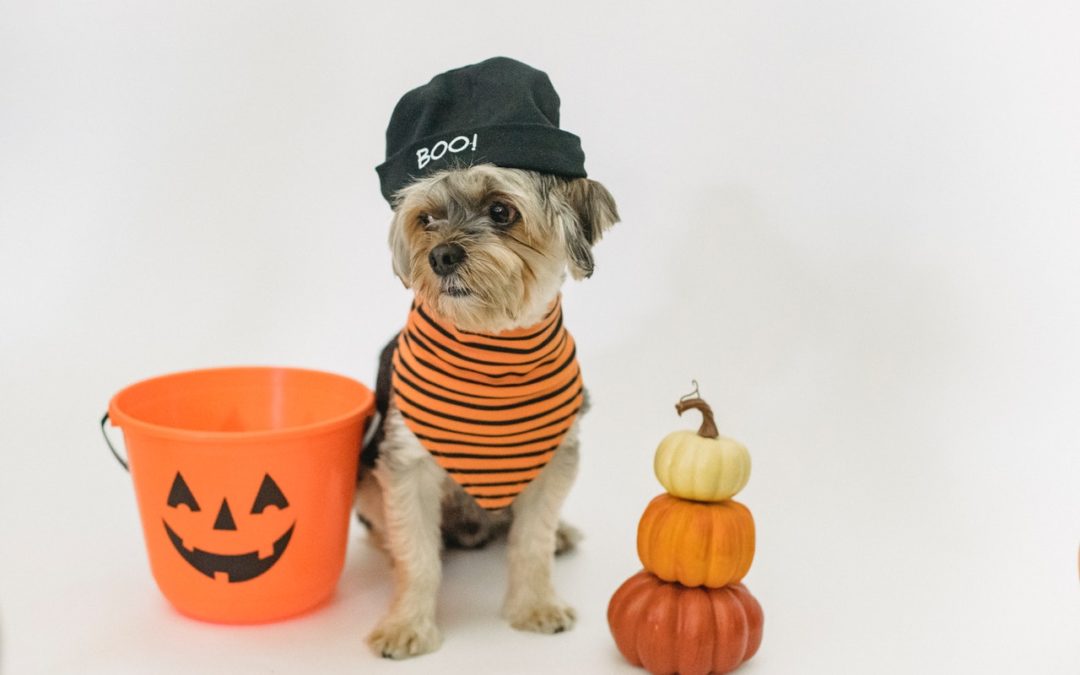 Keep These 4 Halloween Treats Away from Pets