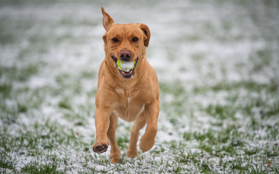 5 New Year’s Resolutions You Should Make For Your Pet