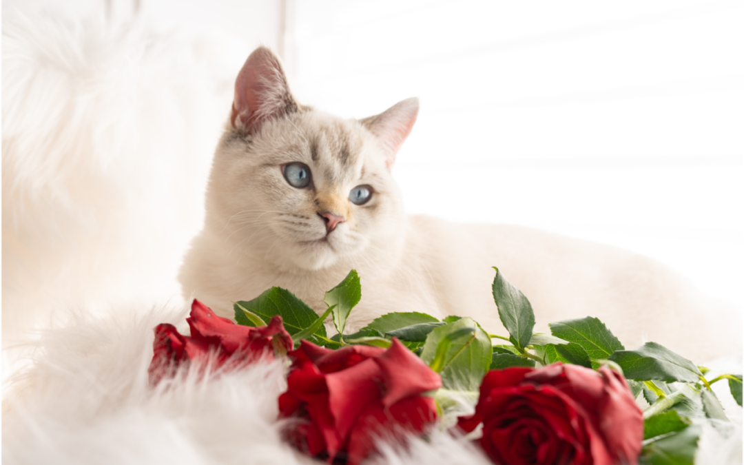 Celebrate a Lovely Valentine’s Day With Your Pet