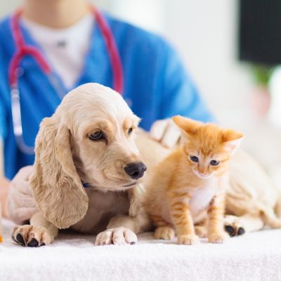puppy  and kitten sitting on table with vet