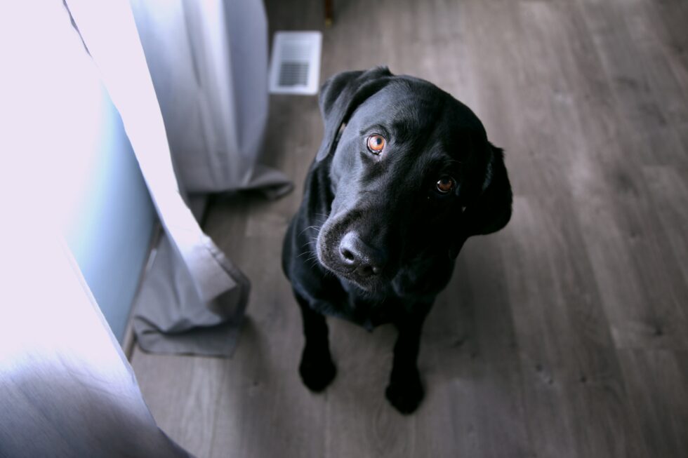 a black dog looking up at the camera