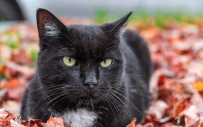 Safe Thanksgiving Foods for Pet’s Holiday Feast