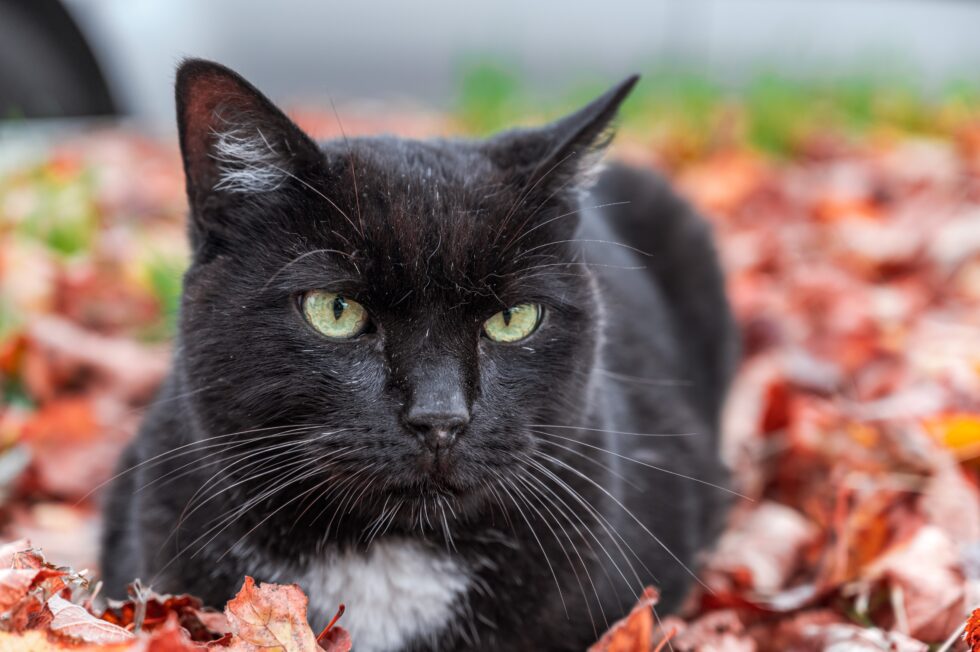 a black cat lying on leaves