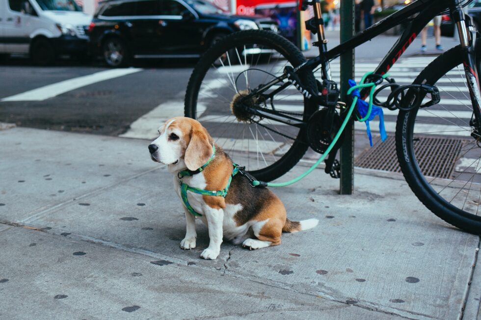 a dog sitting on the sidewalk next to a bicycle