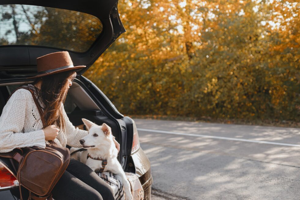 a person sitting in the back of a car with a dog