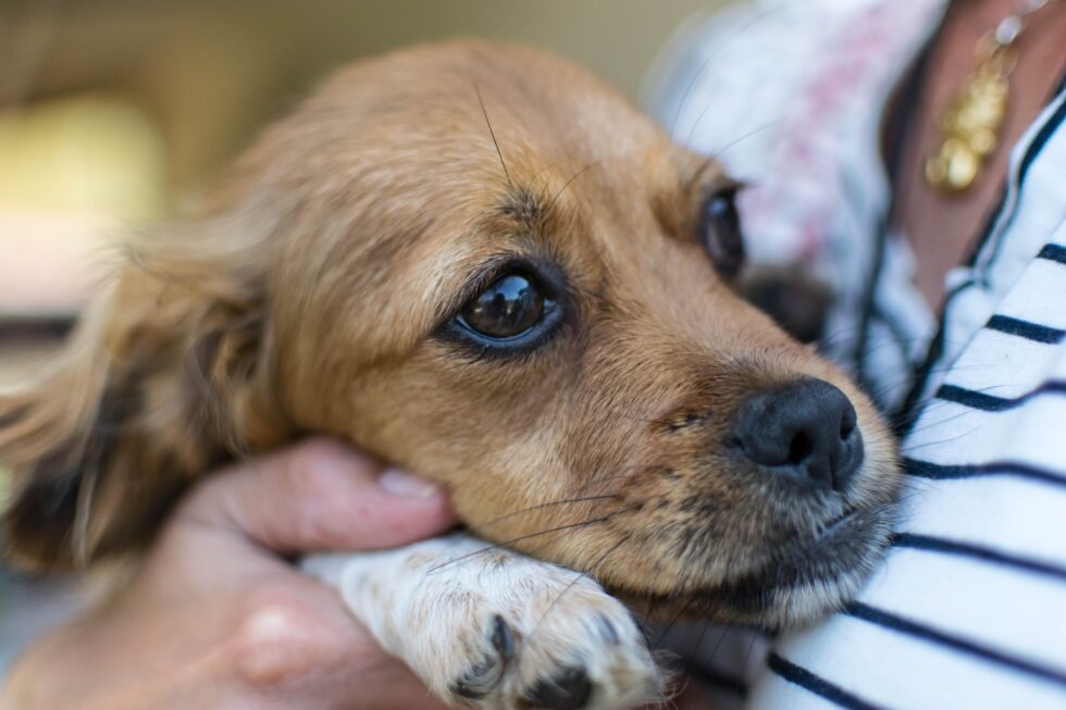 a person holding a dog