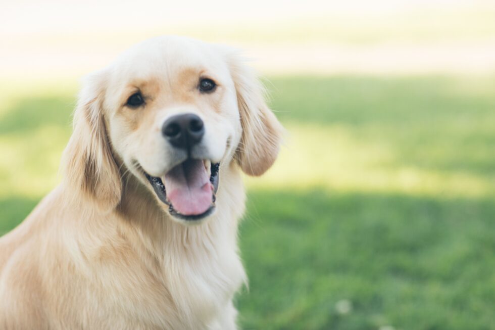 a dog with its mouth open