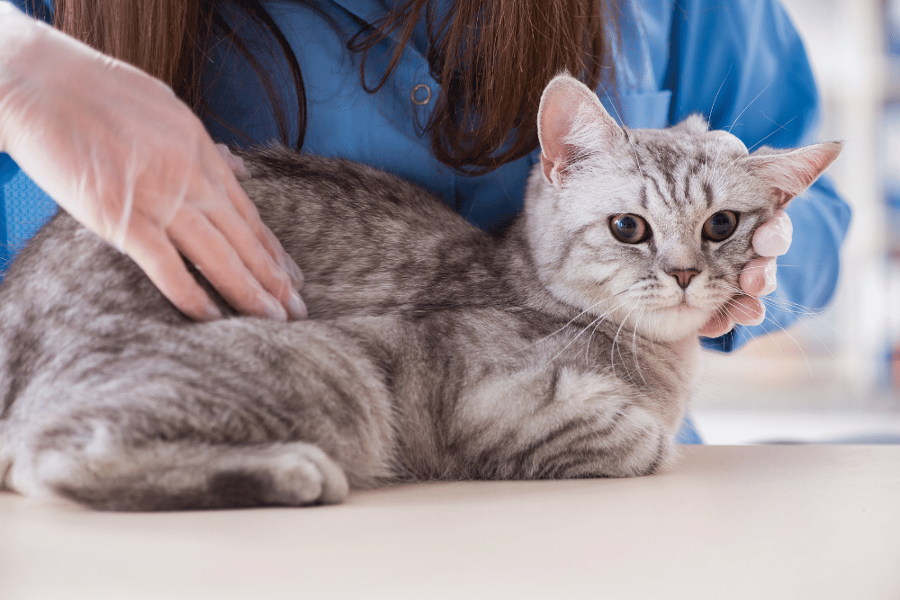 a person petting a cat