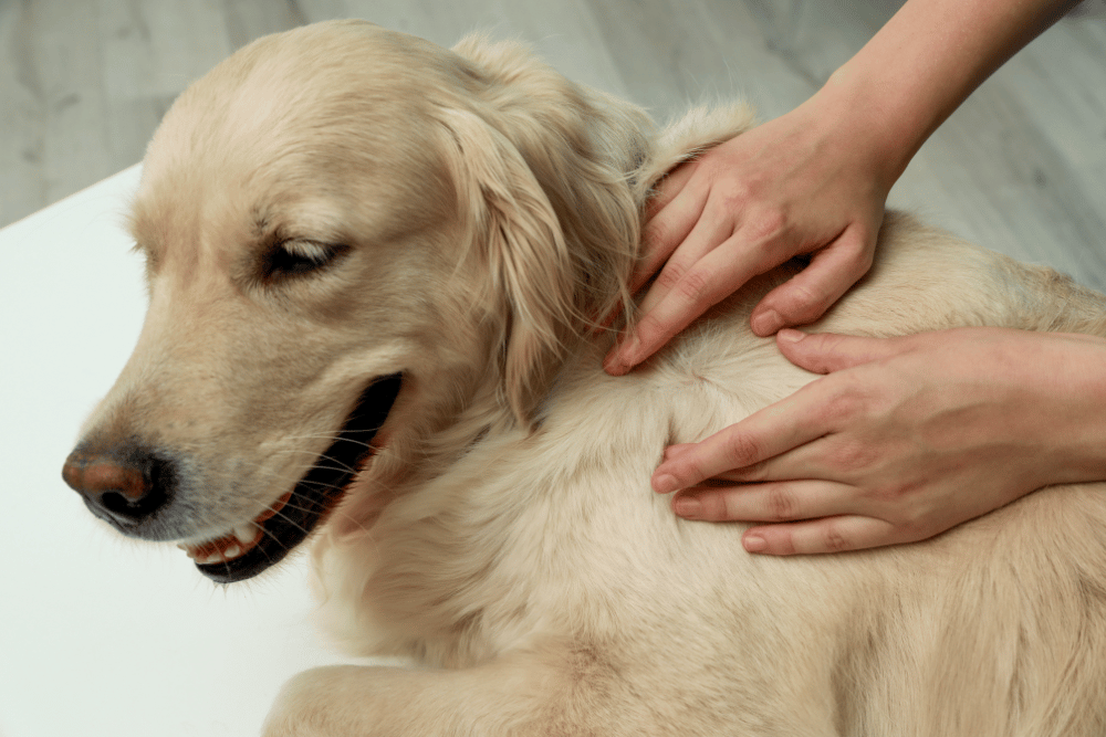 Woman checking dog's skin for ticks