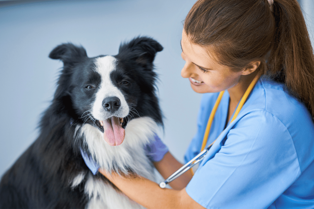 a person with a stethoscope holding a dog