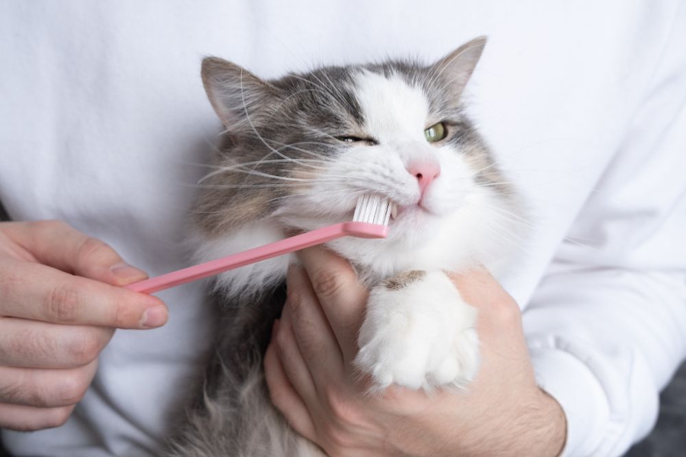 cat-getting-its-teeth-brushed